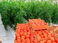 Продаем помидоры оптом в краснодарском крае,краснодарские помидоры оптом